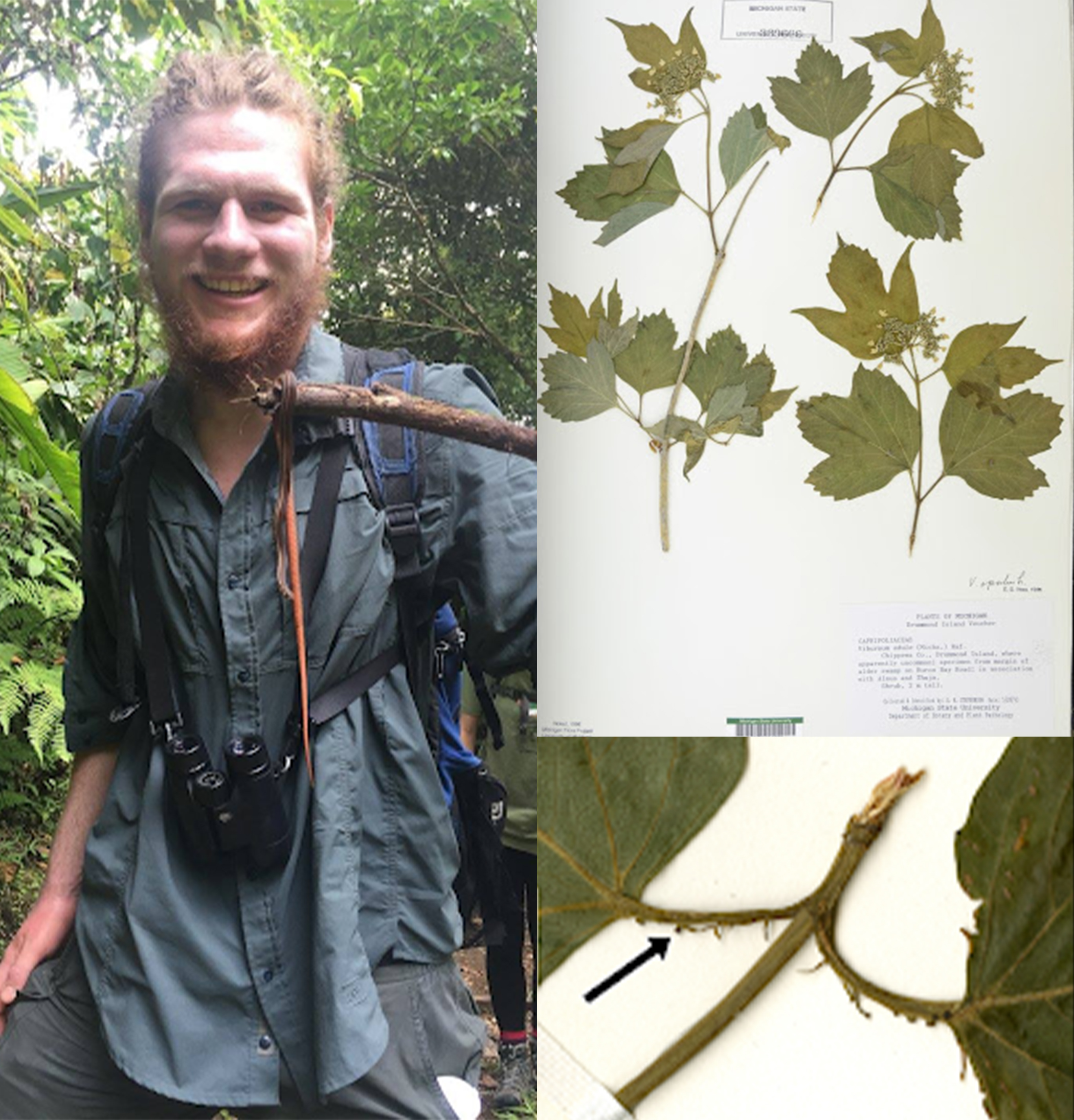 Right: man holding stick. Left: (top) specimen image (bottom) arrow to nectaries