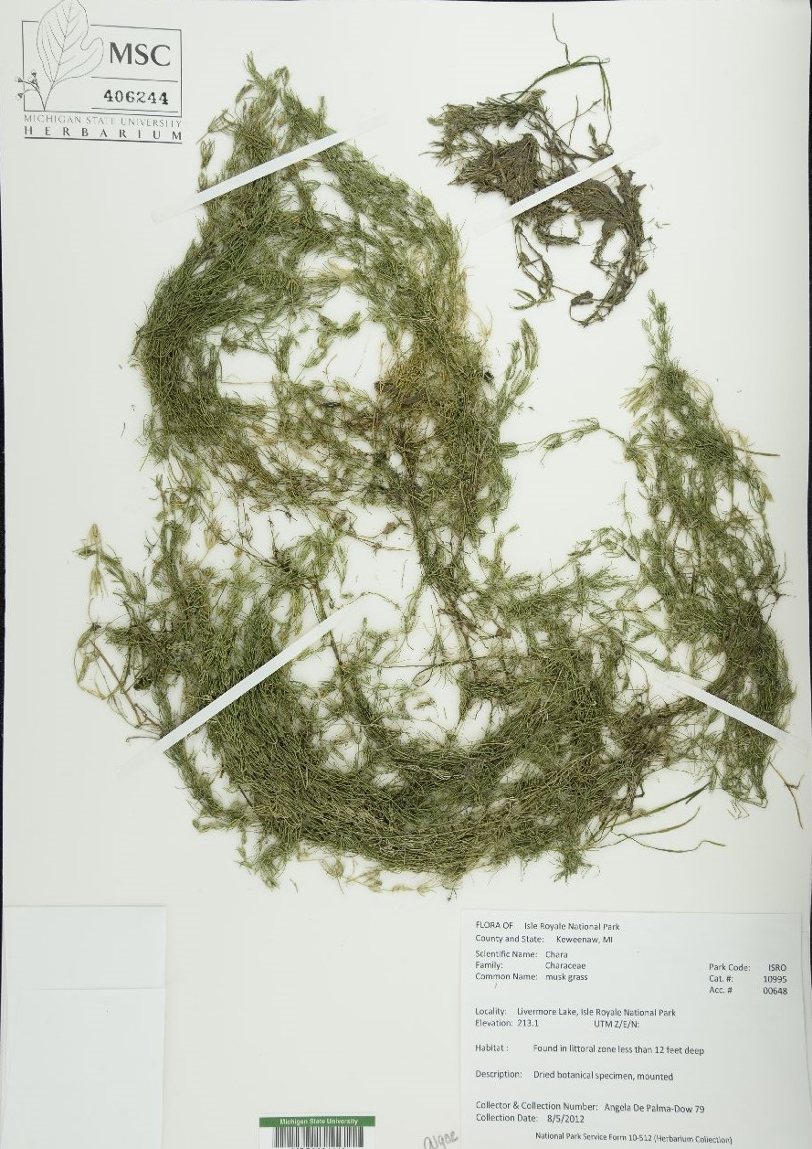 Mounted algae specimen
