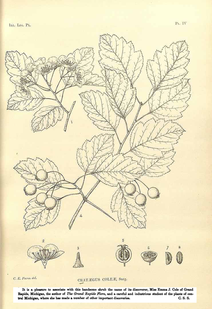 Trees and Shrubs C. coleae