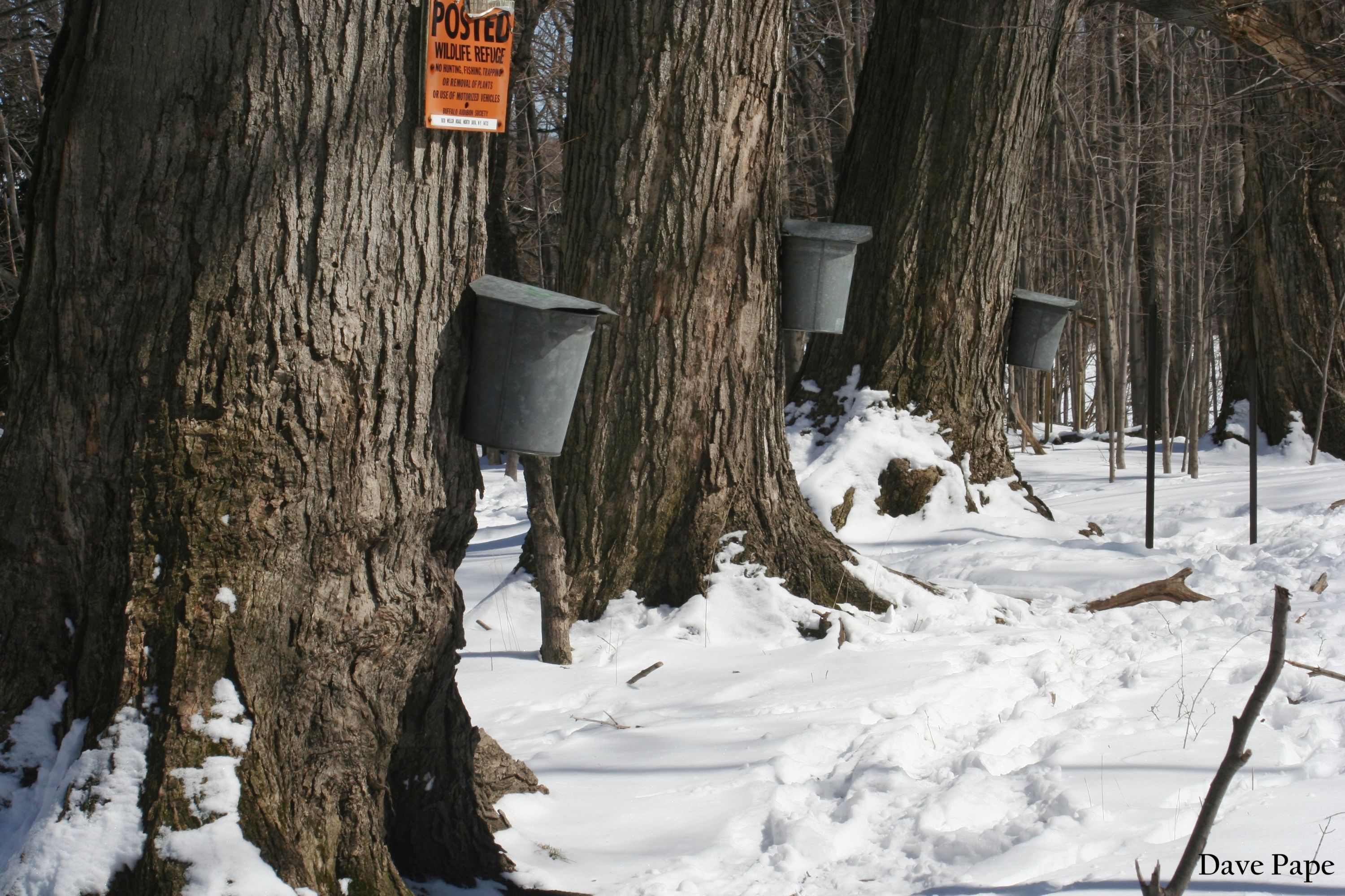 Maple tree tapping