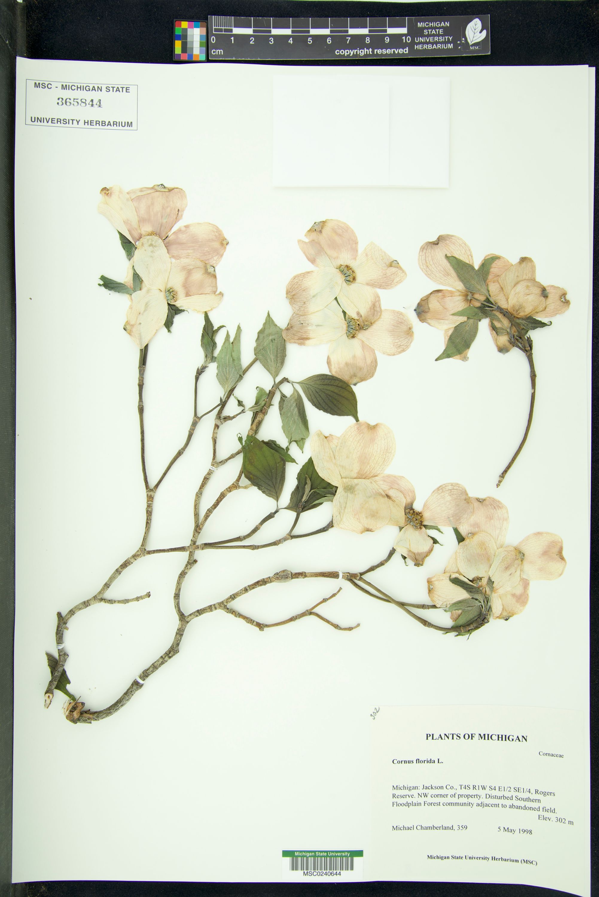 Cornus florida specimen