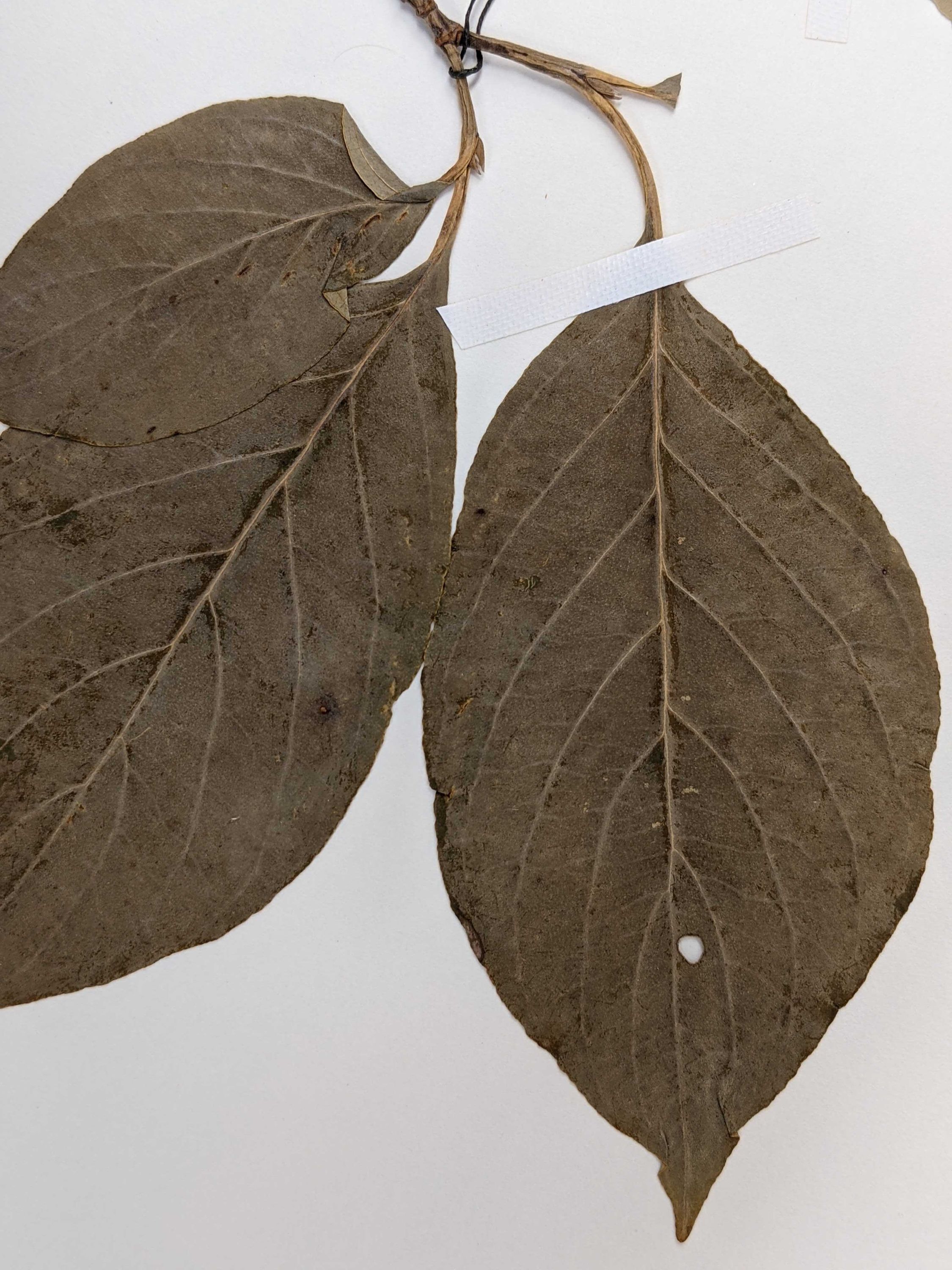 Cornus Leaf