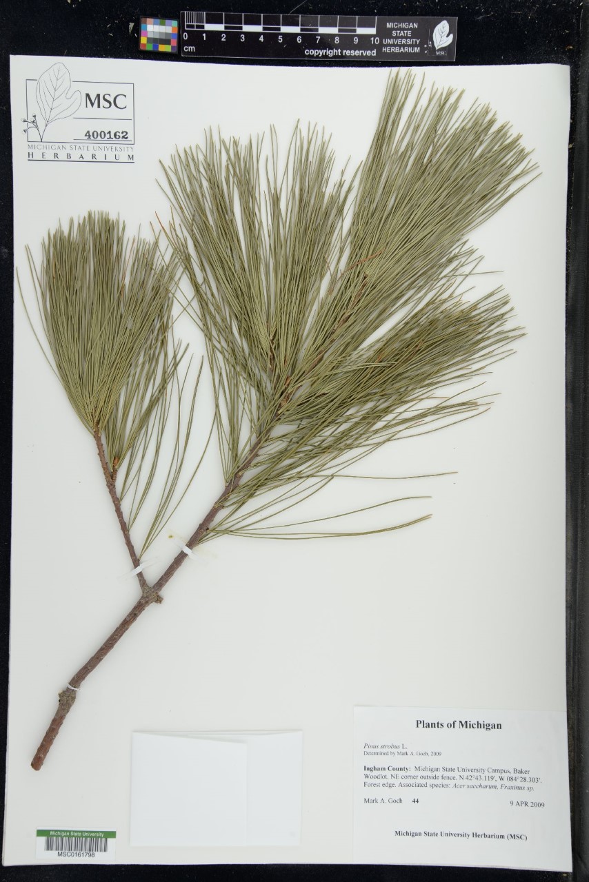 Pinus strobus specimen