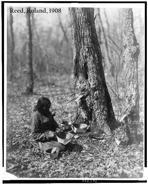 Native american woman collecting sap