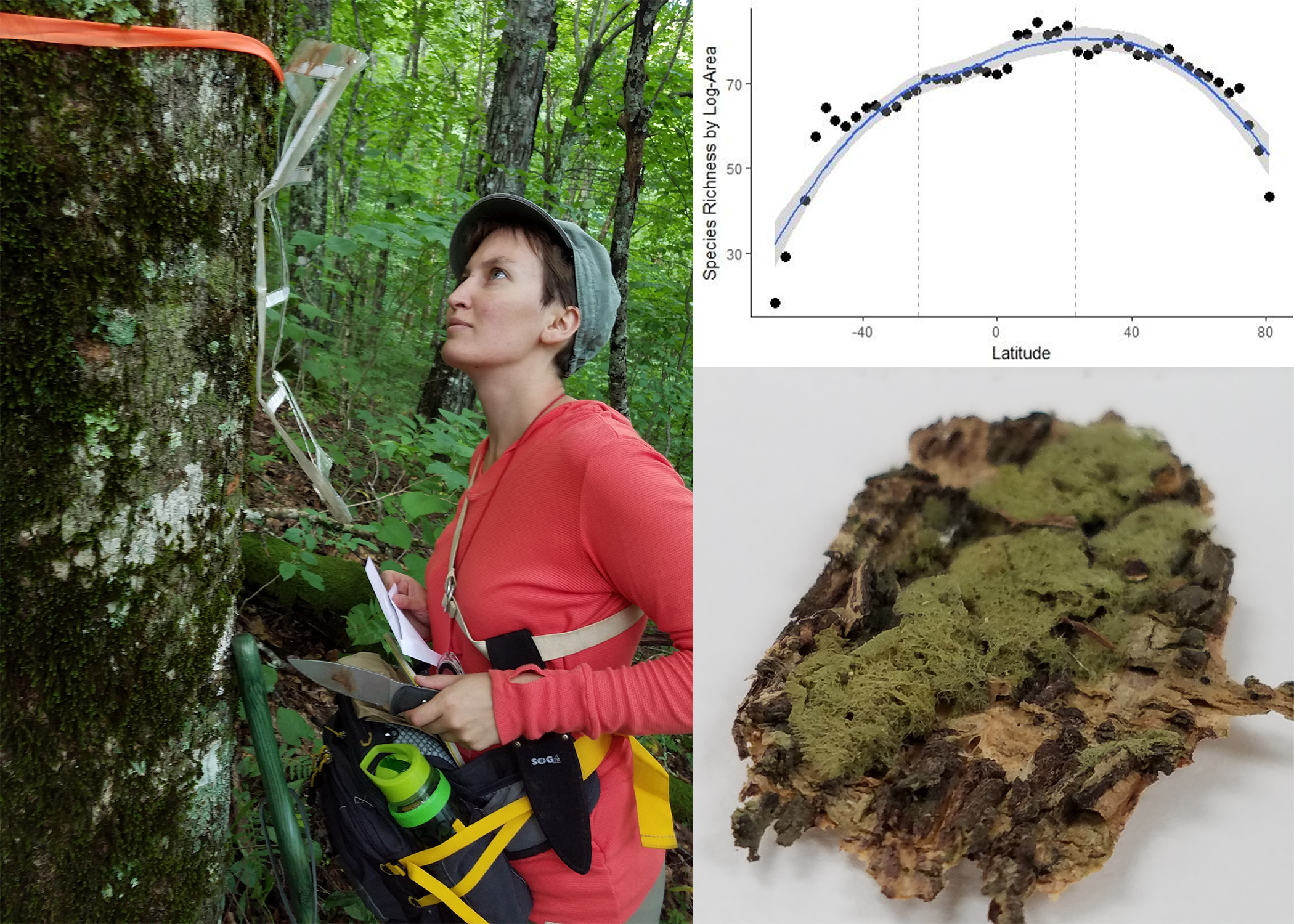Left Image: Klara Scharnagl inspecting tree. Right top image: graph. Right bottom image: log with lichens