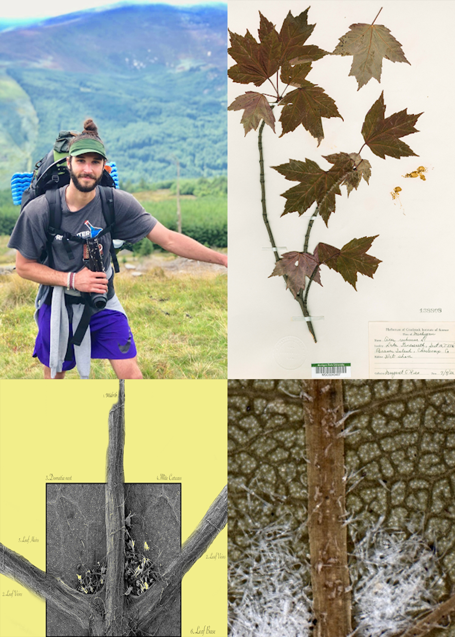 Top Left: Man in scenic area. Top Right: maple specimen. Bottom: microscope images of maple specimen