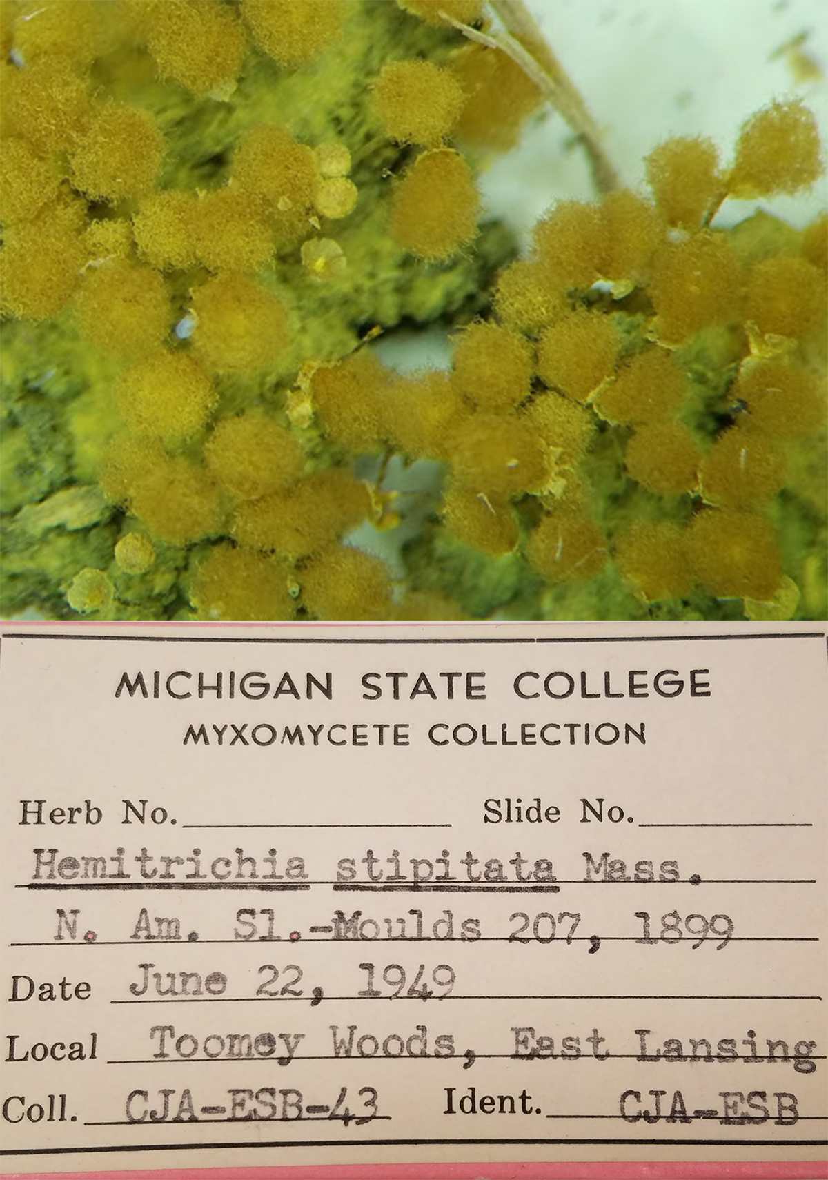 Slime mold and label data