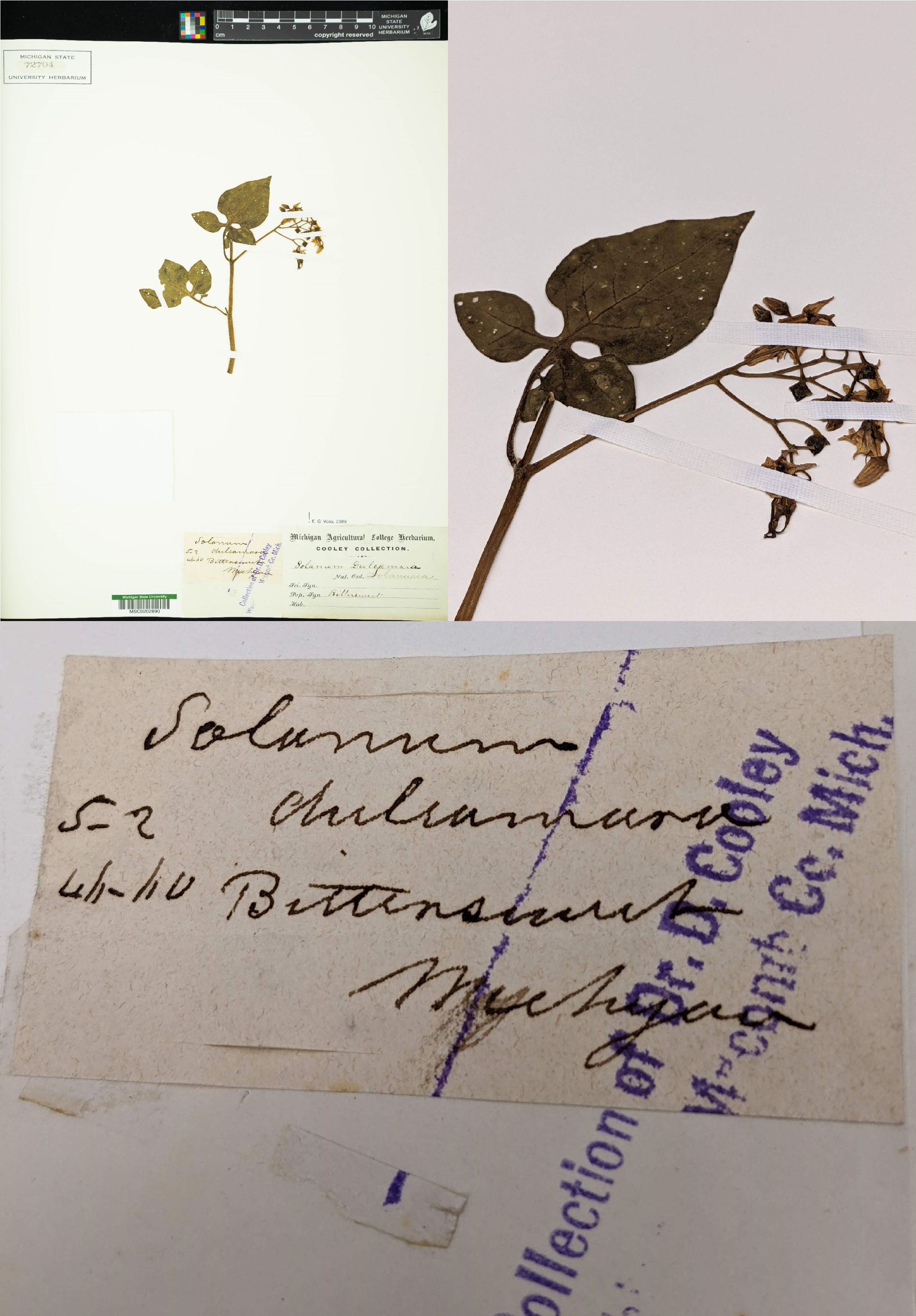 Bittersweet nightshade collected by Dr. Dennis Cooley. Date unknown.