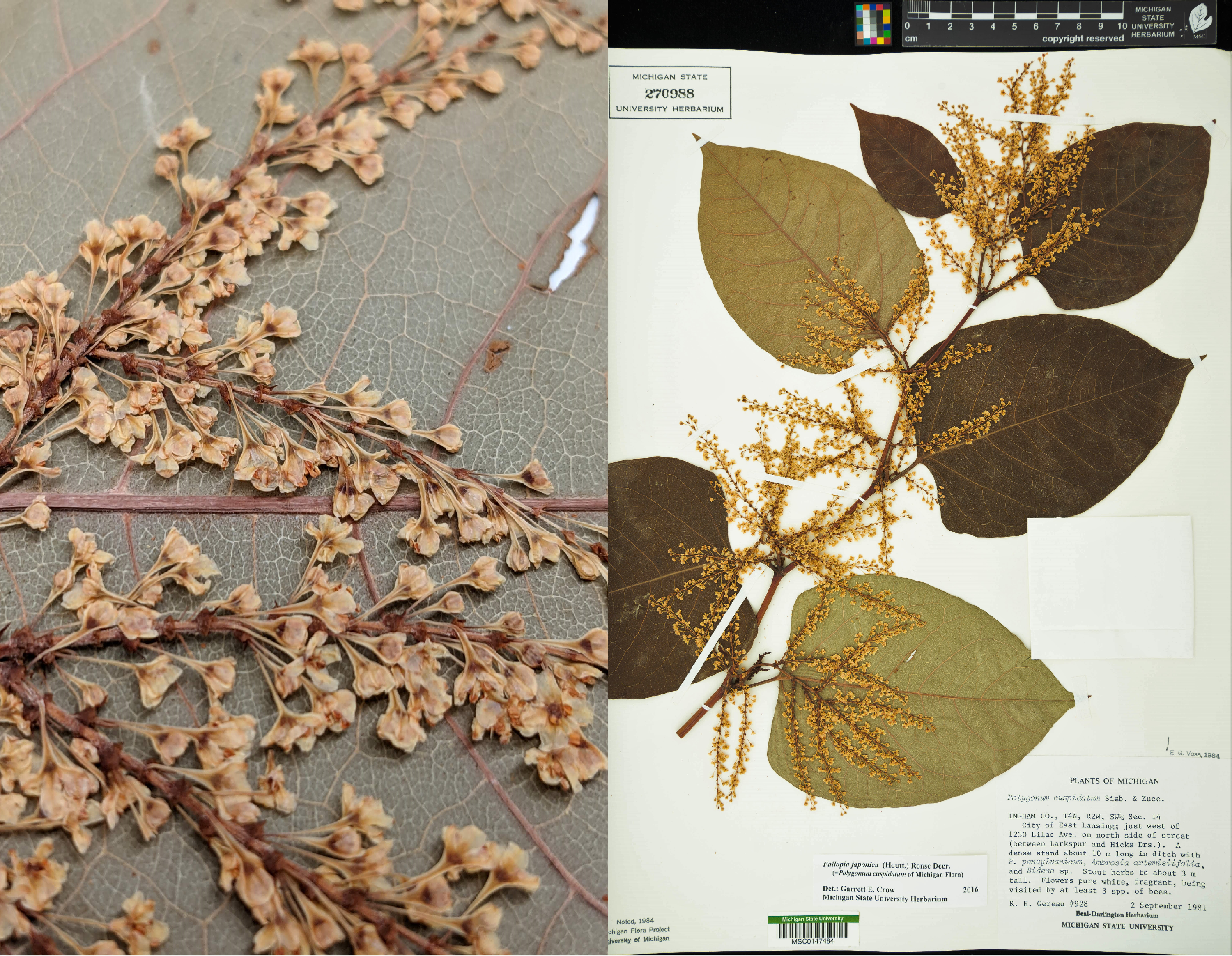 Japanese knotweed flowers and herbarium specimen